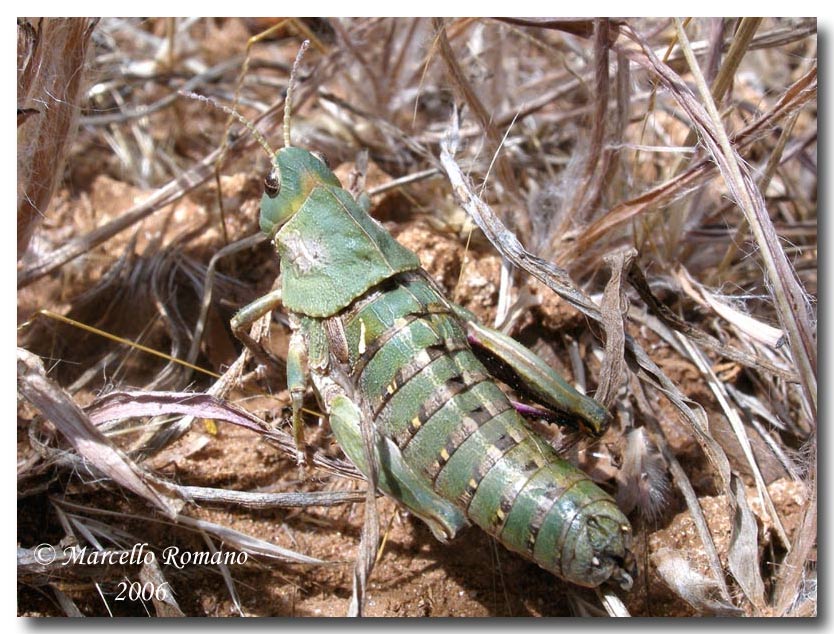 Un altro bel Pamphagidae siciliano: Ocneridia nigropunctata